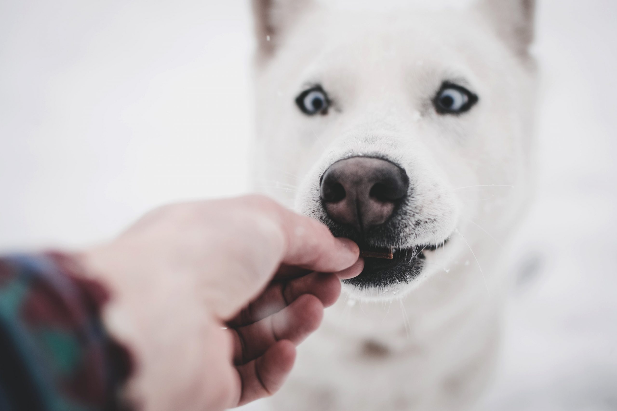 Comment faire avaler des médicaments à son chien ?